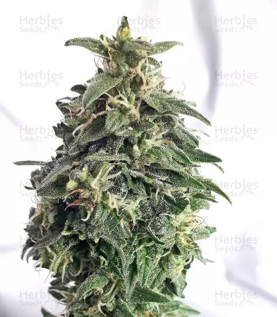 Sour Ryder ASB Giant Auto seeds