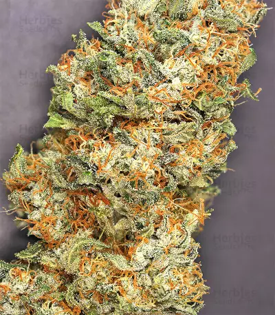 Star Killer Regular (Rare Dankness Seeds)