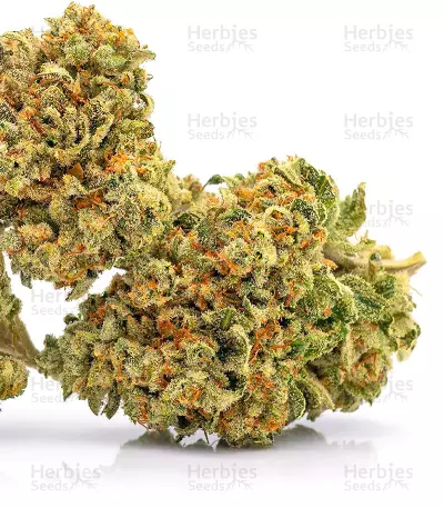 Sugarloaf (CannaBioGen)