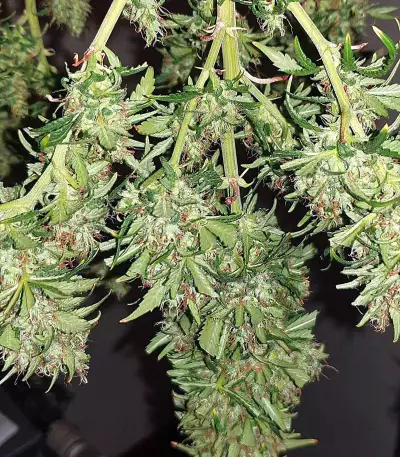 Sweet Zombie Seeds
