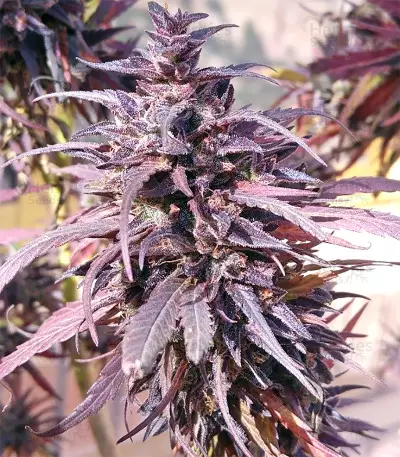 Thai Chi feminized seeds