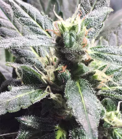 Thunder Bloody Mary Auto Seeds