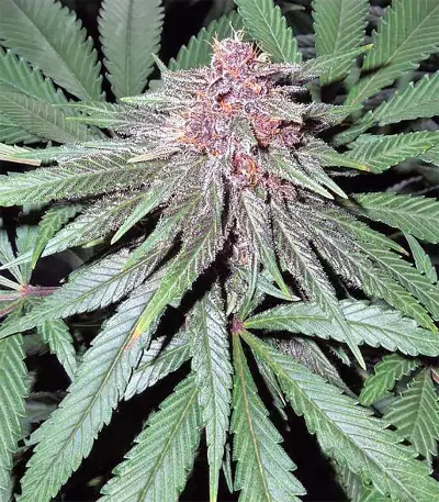 Violeta feminized seeds
