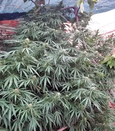 Zamaldelica Regular seeds