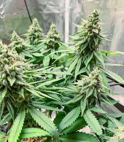 AFS Princess Seeds (AlphaFem Seeds)