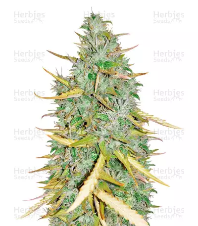 Amnesia CBD Pure Auto féminisée (Humboldt Seeds)