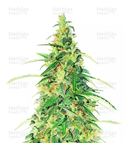 Superior Auto Mix Feminized Seeds (Herbies Seeds)