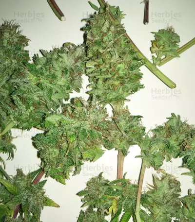 Boss Hogg Seeds
