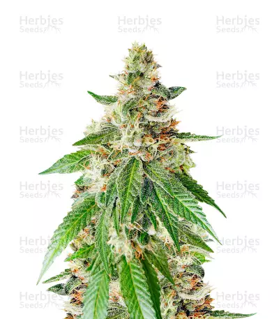 Chemdog Fast Version Feminized Seeds (EGS)