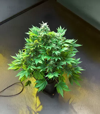 Sementes Feminizadas de Delicious Cookies Early Version (Delicious Seeds)