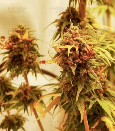 Grandaddy Confidential Seeds