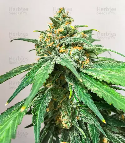 Hero Cookies Seeds (AlphaFem Seeds)