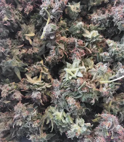 Kushberry feminized seeds