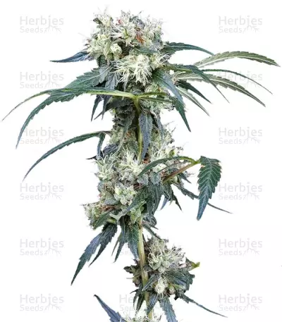 NL5 Haze Mist (GHS) Cannabis-Samen