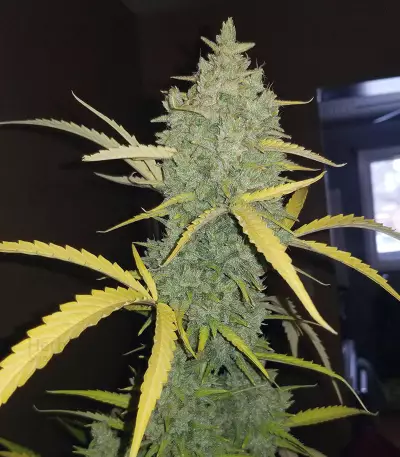 Original Auto Northern Lights (Fast Buds)