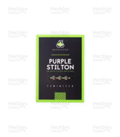 Purple Stilton Auto Seeds