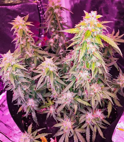 Quarter Pounder Autoflower Feminized Seeds (EGS)
