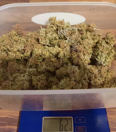 Quick Critical + (Dinafem Seeds)