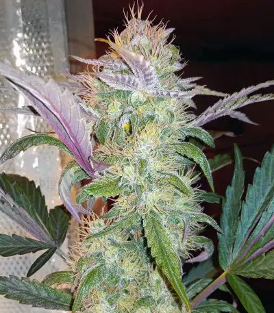 Quick Gorilla feminized seeds