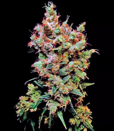 Skywalker Seeds
