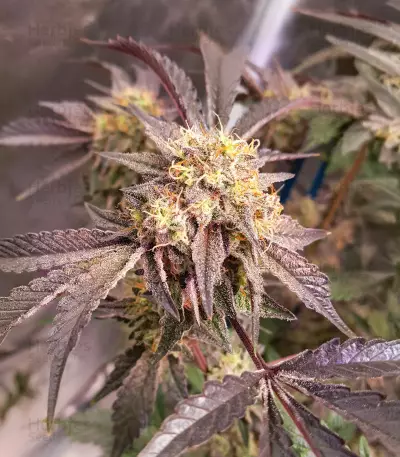 Sticky Sherbert GG Seeds (Seedkeepers)