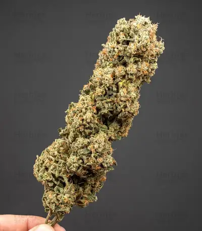 Apple & Bananask Seeds