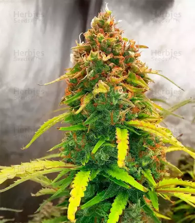 Big Bud Auto