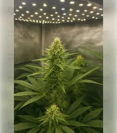 Blackberry Moonrocks Seeds
