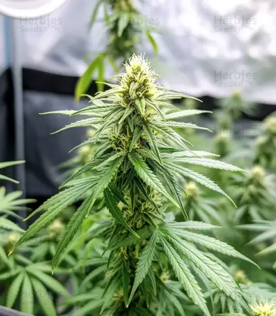 Bruce Banner Seeds