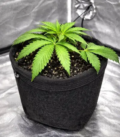 Ceres Kush Seeds