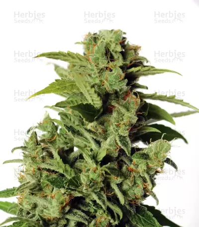 Cherry Grapefruit Seeds