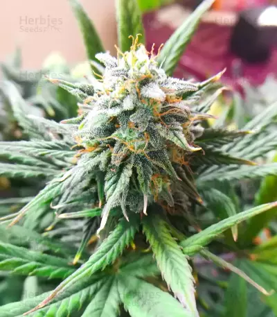 Cristal Limit feminized seeds