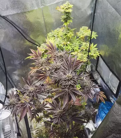 Dos Si Dos 33 Seeds (Barney's Farm)