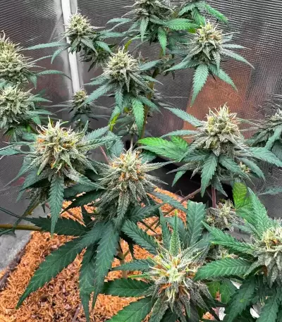 Durban Thai x C99 Feminized Seeds (Brothers Grimm Seeds)