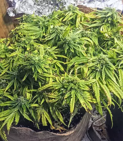 El Fuego Auto feminized seeds