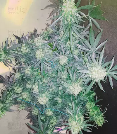 Exodus Cheese x Jack Herer x NL5 feminized seeds