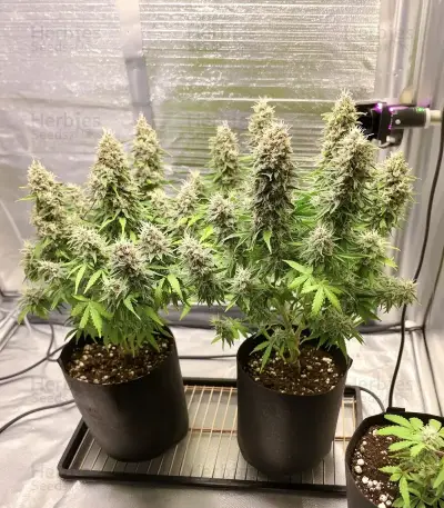 Gorilla Glue Seeds