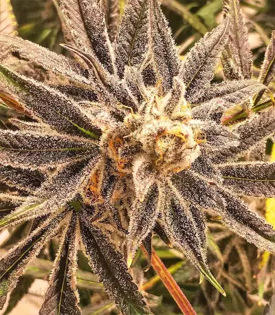 Grandaddy Purple feminized seeds (Big Head Seeds)