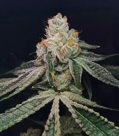Kush Mints Fast Version Feminized Seeds (Seedkeepers)