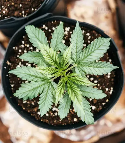 Lemon Haze Auto Seeds