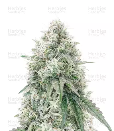 Semillas Feminizadas Mac N' Jack R1 (Ethos Genetics)