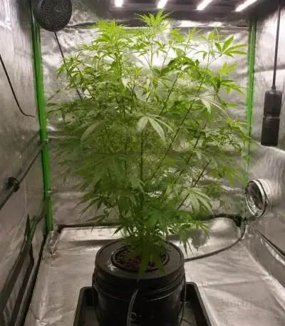 Semi Femminizzati Mango Cherry Runtz Auto (Fast Buds)