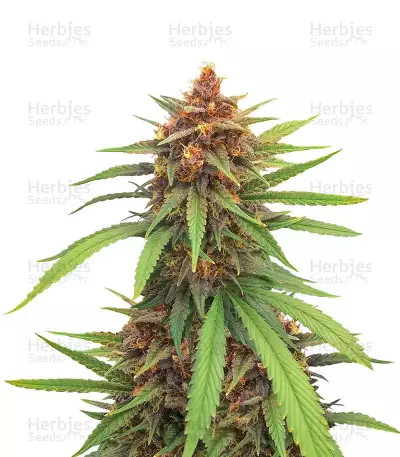 Graines de cannabis Mexican Sativa regular (Sensi Seeds)