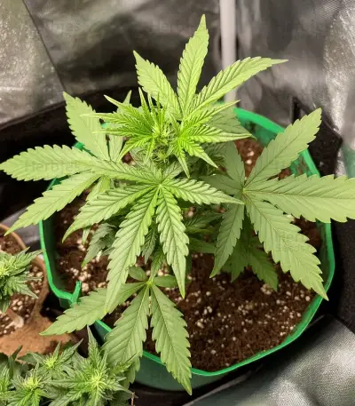 Mokum's Tulip Auto Seeds