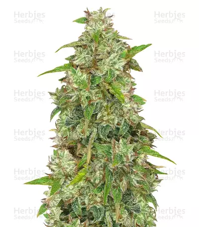 Semi femminizzati Panama (CannaBioGen)