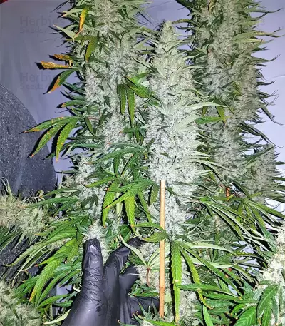 Graines de cannabis Panama x Bangi Haze (Ace Seeds)