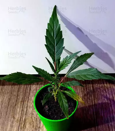 Sticky Dream (Positronics Seeds)