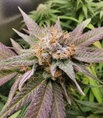 Wonder Pie Seeds (Green House Seeds)