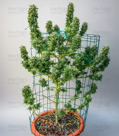 Wonder Pie Seeds