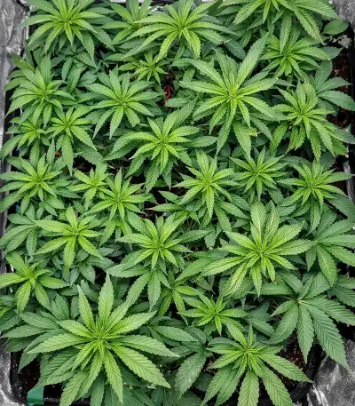 Z feminized seeds (Big Head Seeds)